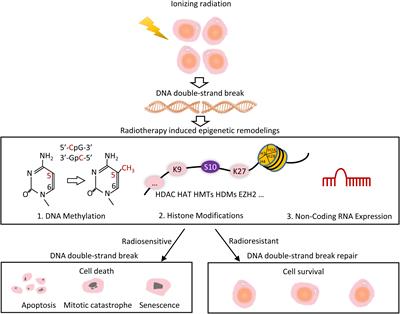 A Perspective of Epigenetic Regulation in Radiotherapy